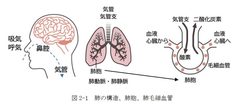 図2-1　肺の構造、肺胞、肺毛細血管