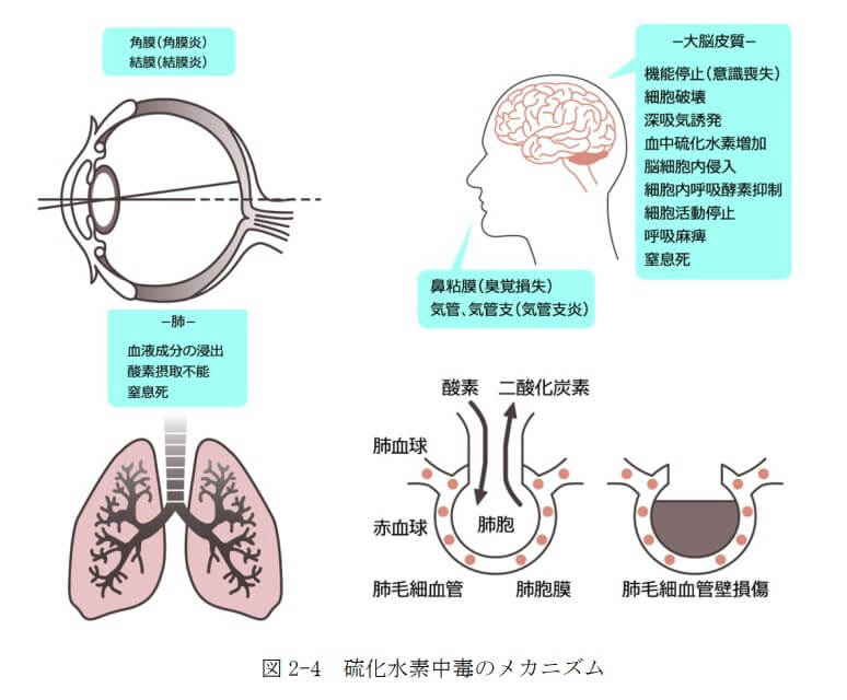 図2-4　硫化水素中毒のメカニズム